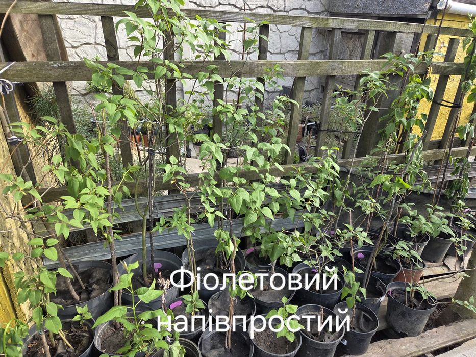 Продаються рослини в горшечках: Бузок білий махровий і фіолетовий напівмахровий, Чорноплідна горобина, Чебрець запашний грунтопокривний, Жимолость шап