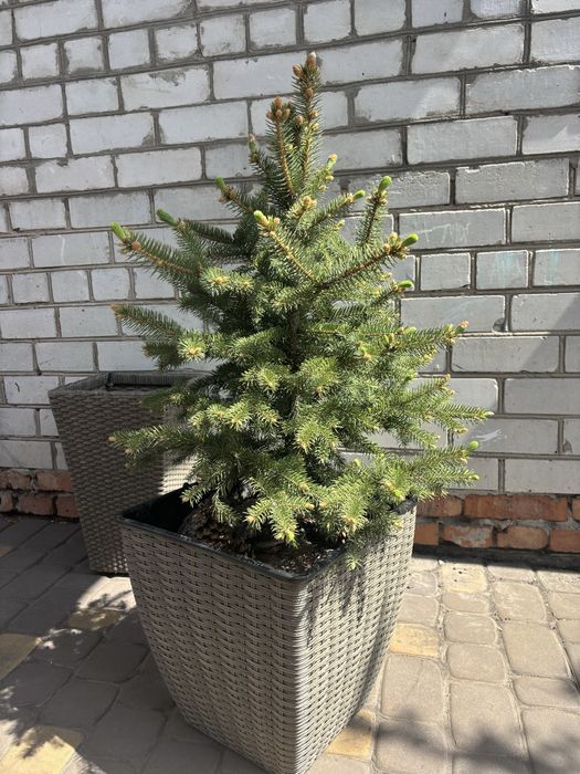 Ялинка гірська сосна