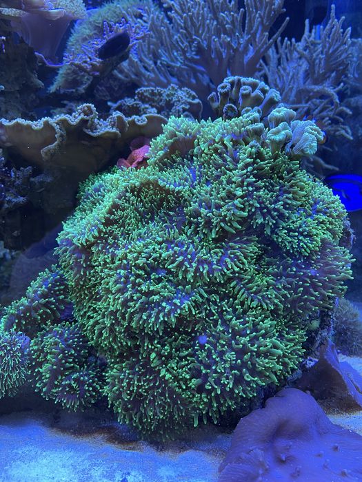 Rhodactis indosinensis FLUO green mushroom akwarium morskie