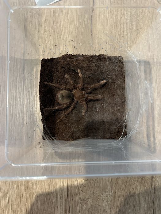 Theraphosa stirmi 5dc samica