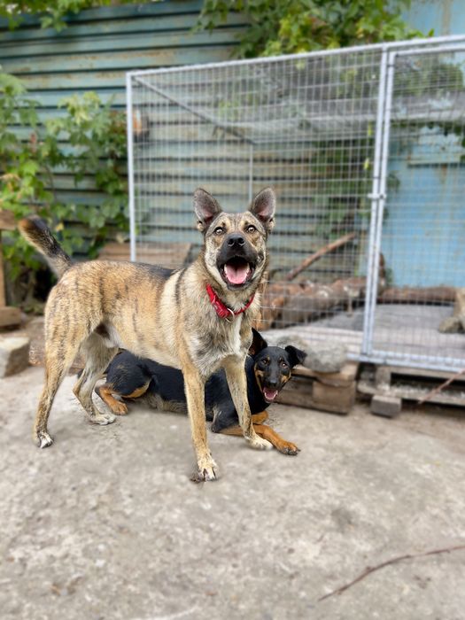 Тайгер ищет семью