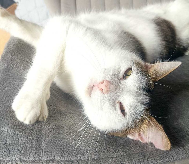 Kotek Armani czeka na swój domek