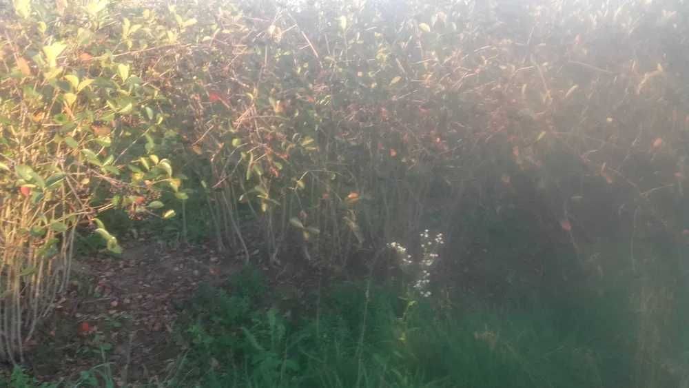 ARONIA 100% EKO Bez nawozów I oprysków