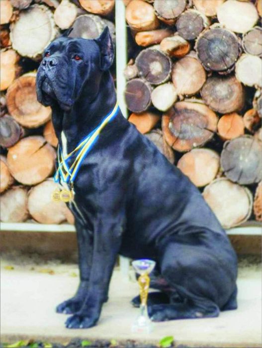 Кане Корсо вязка