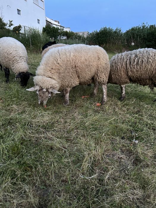 Malata cruzada suffolk x texel