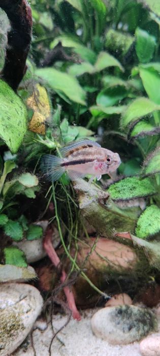 Casal Nannacara Anomala adulto