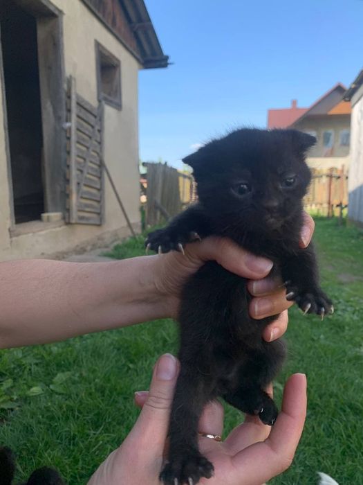 Малюки котики у родину