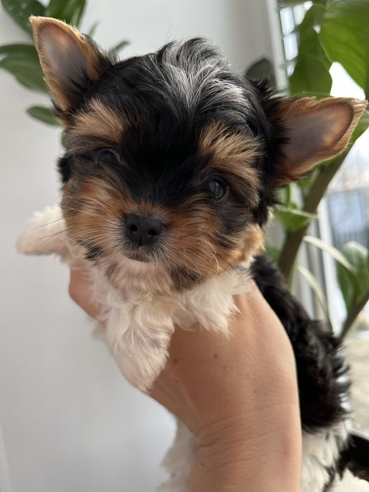 Бівер йорк 4 хлопчиків