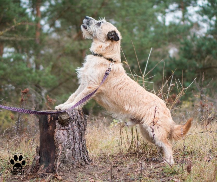 2 letni Artem szuka domu!