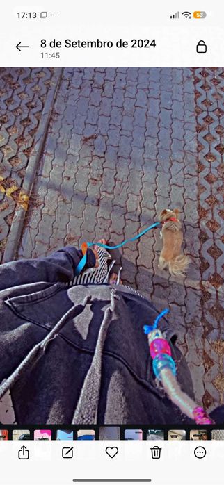 Dog walker e/ou pet sitting (não fico à noite mas posso ir alimentar, dar água ver se está tudo ok )