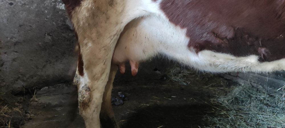 Продам корову на хозяйство