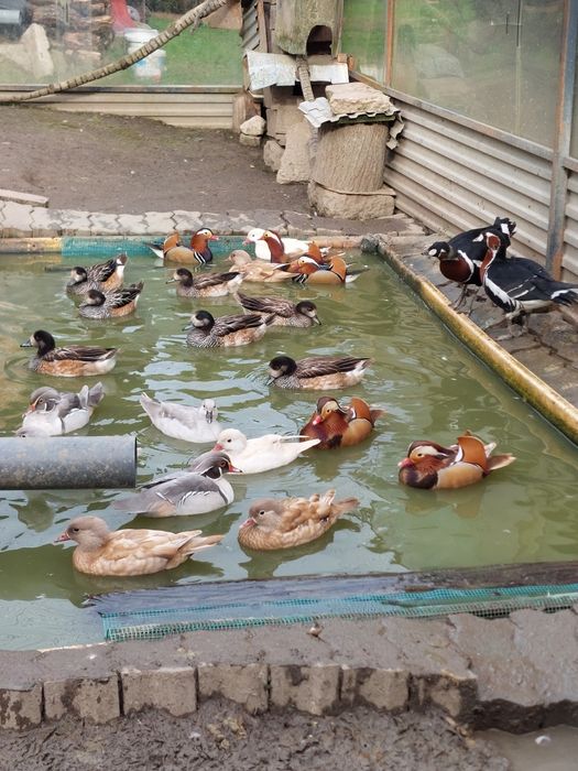 Kaczki mandarynki karolinki