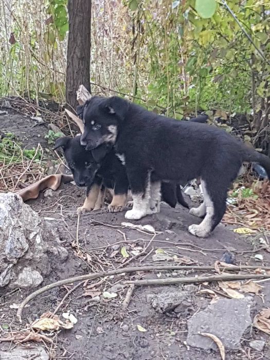 Отдам щенков даром