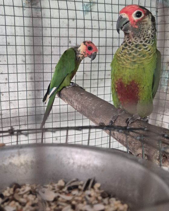 Pyrrhuras roseifrons casal