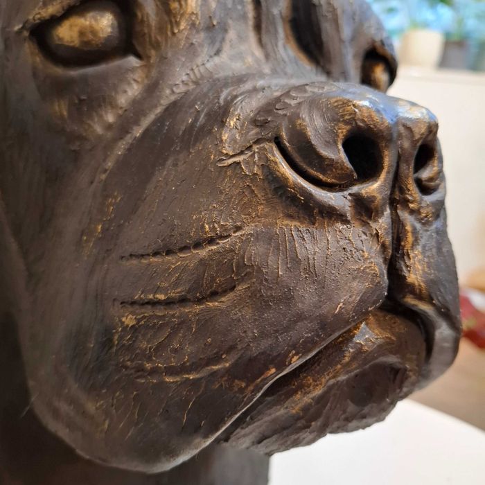 Cane corso rzeźbiona głowa