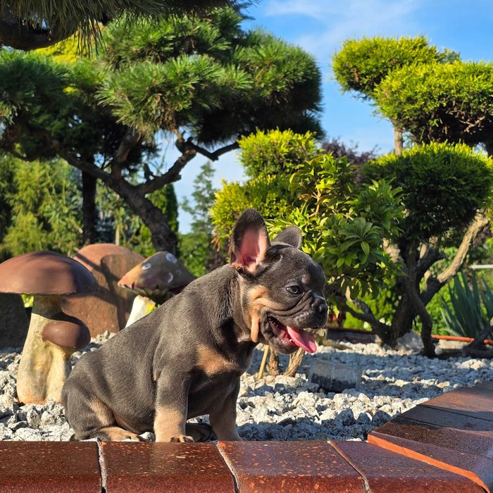 Buldog Francuski śliczny Blue Tan piesek