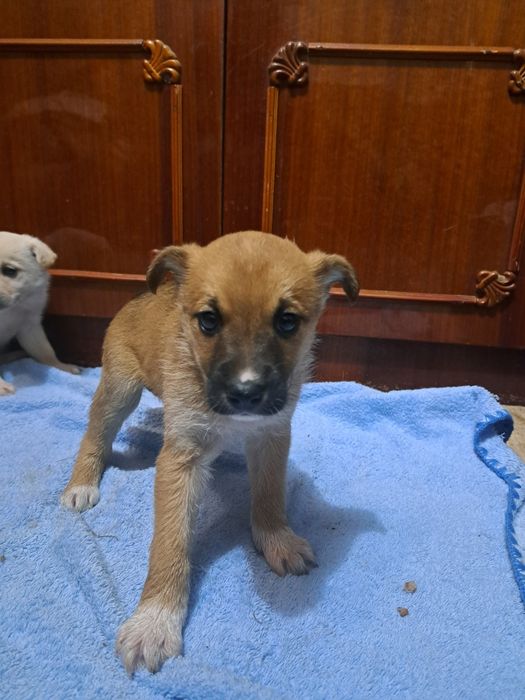 Спасите щенков девочек