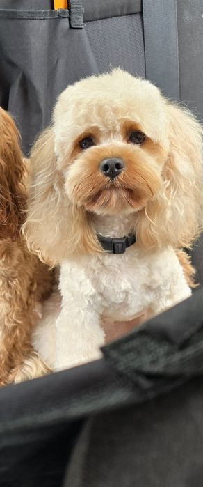 Cavapoo / chłopczyk