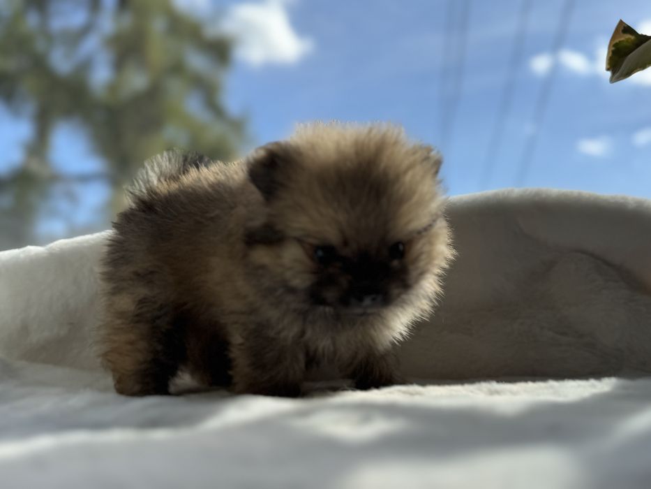 Pomeranian XXS. Uroczy mini szpic miniaturowy