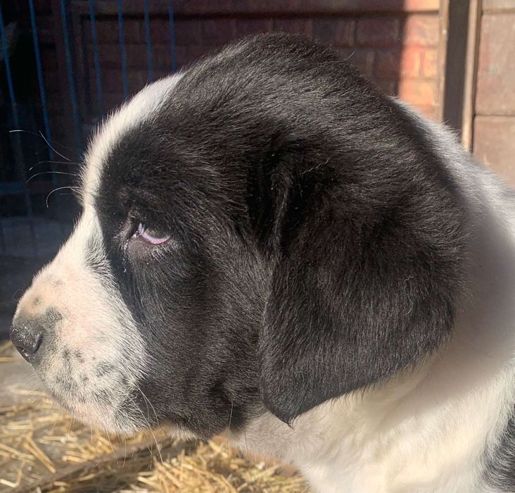 Щенки Среднеазиатской Овчарки