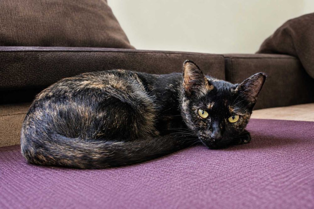 ESTERILIZADA | Gatinha disponível para adoção muito responsável