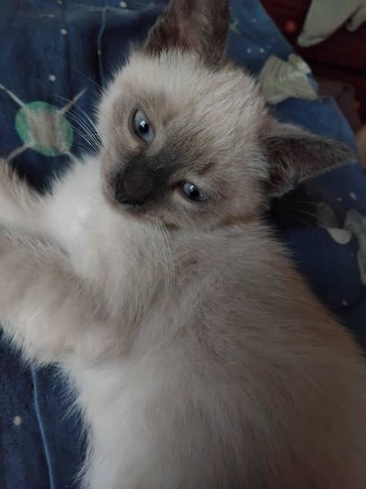 продаж сіамських котенят