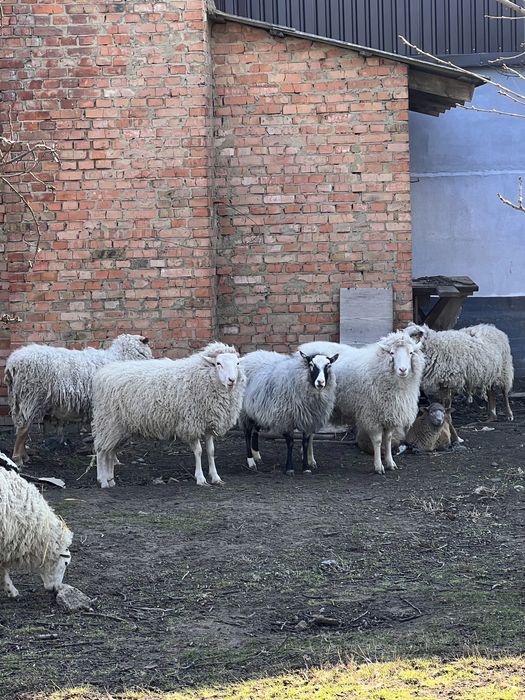 Продам баранів ярок та молодняк ціле стадо зовсім не дорого СРОЧНО