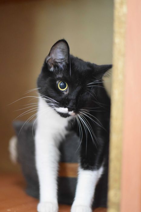 Молодая кошка Лётка ищет дом