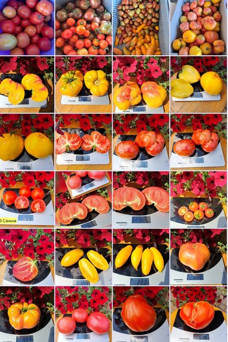 Насіння помідорів / томатів та перцю