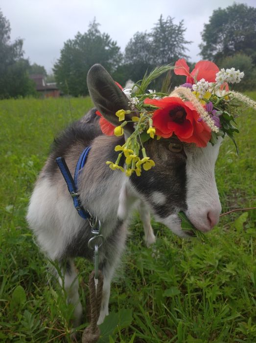 Двомісячний цапик