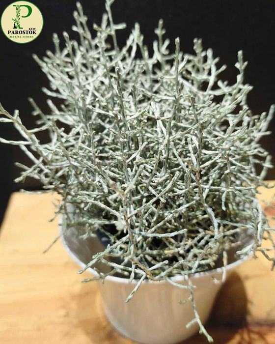 Калоцефалус Леукофіт Брауна (Calocephalus Leucophyta Brownii).