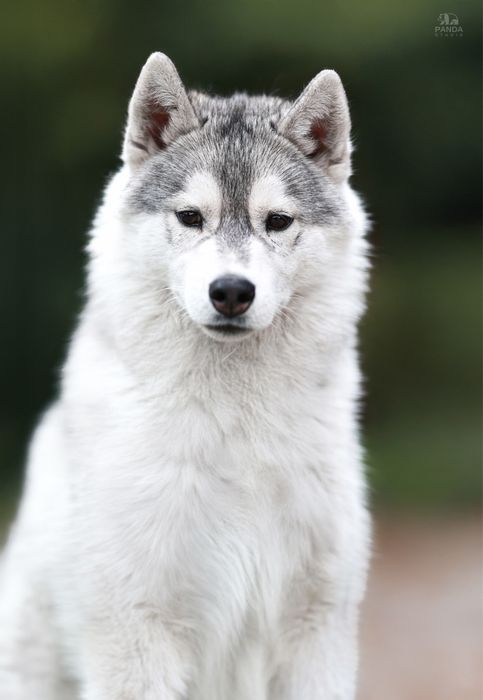 Przepiekny piesek Husky / Hodowla FCI & ZKwP od 1994r.