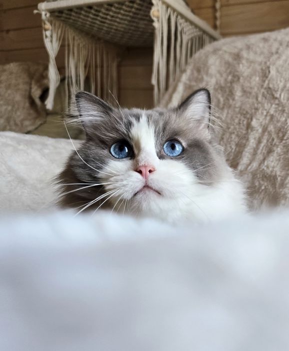 Przekochany chłopczyk Ragdoll szuka domu