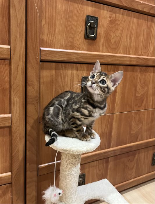 Бенгальські кошенята бенгальская кошка бенгал дівчинка