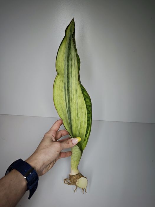 Sansevieria Bruda