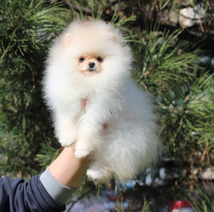 Ексклюзивний Померанський хлопчик - СУПЕР МІНІ