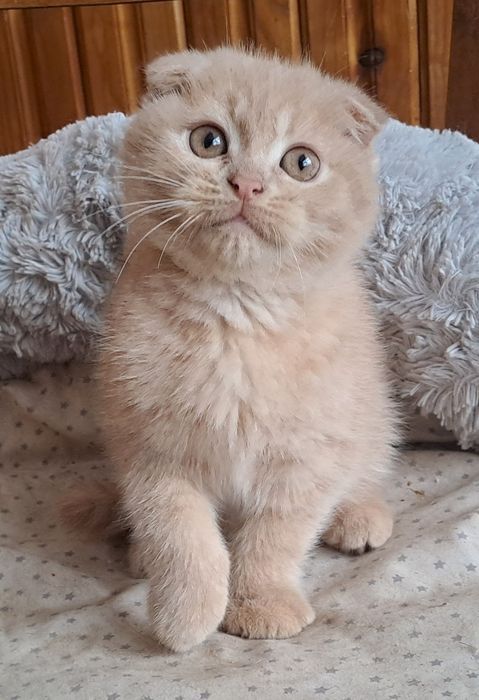 Шотландські кошенята