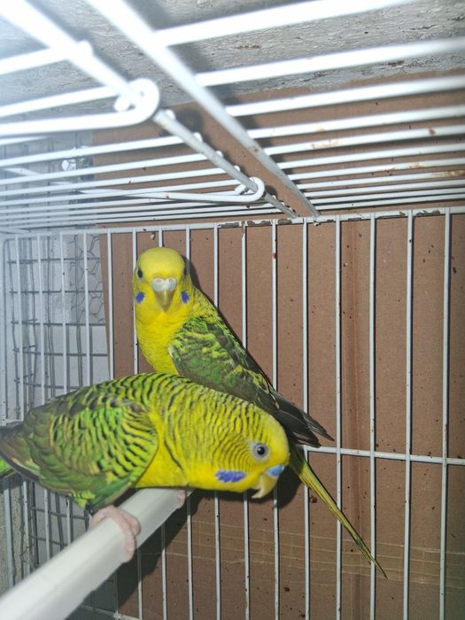 2 casalinhos de piriquitos asas negras