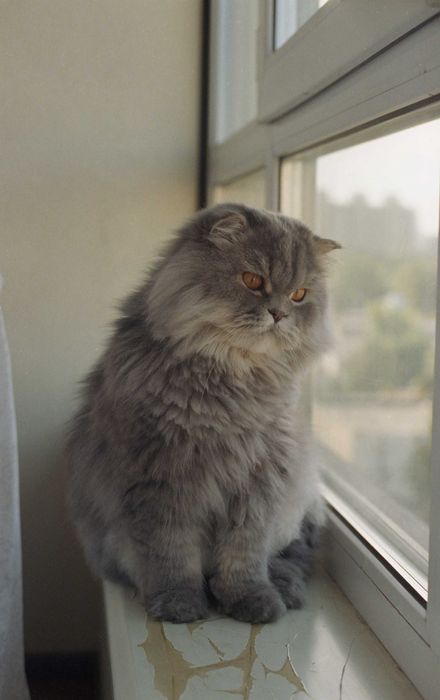 Фотоапарат Ricoh KR-10 (Sears KX-P) з об'єктивом 50 мм f 2.0