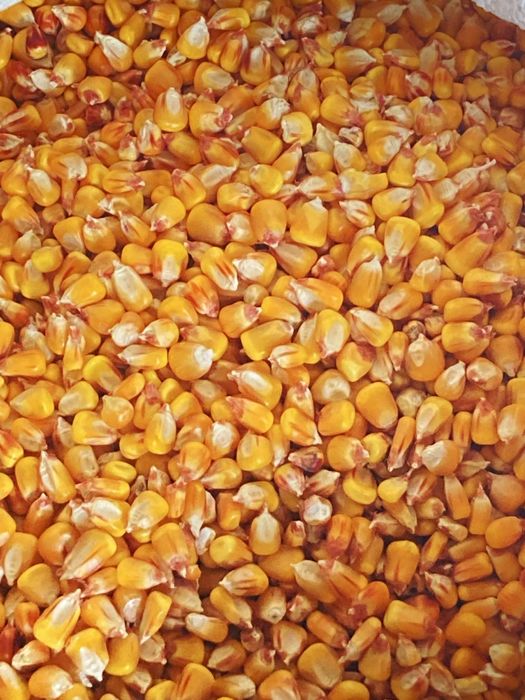 Kukurydza pszenica jęczmień