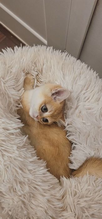 Британскі котенята