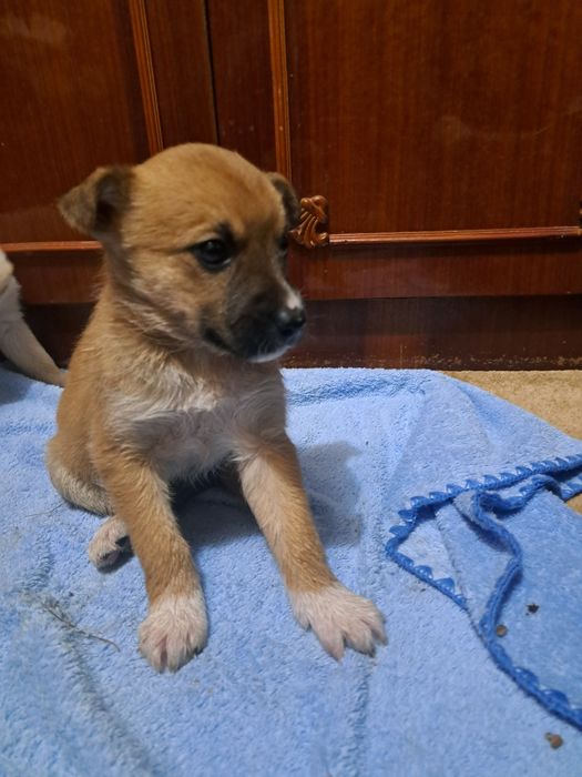 Спасите щенков девочек