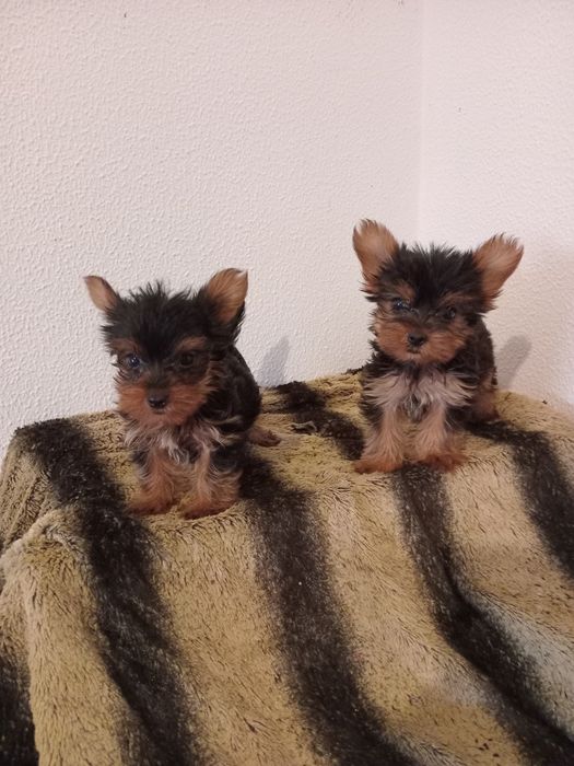 Magnifico  machinho Yorkshire miniatura