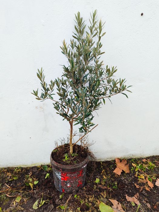 Vendo Oliveira de jardim em vaso