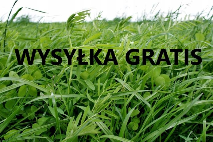 Mieszanka traw lucerna koniczyna gorzowska kupkówka trawa wysyłka