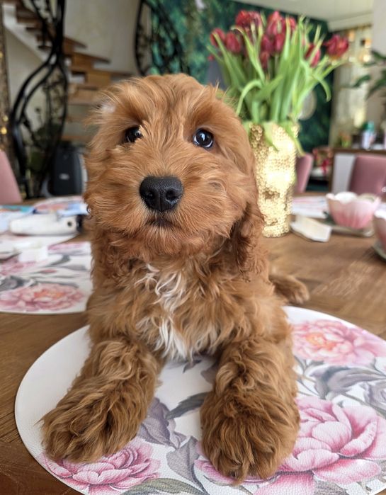 Cockapoo chłopiec Denis   Cocker spaniel i pudel