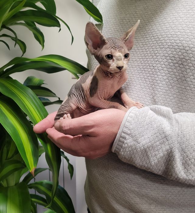 Gatinha sphynx bebé