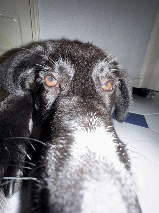 Cadela arraçada de pastor alemão com 3 meses e meio