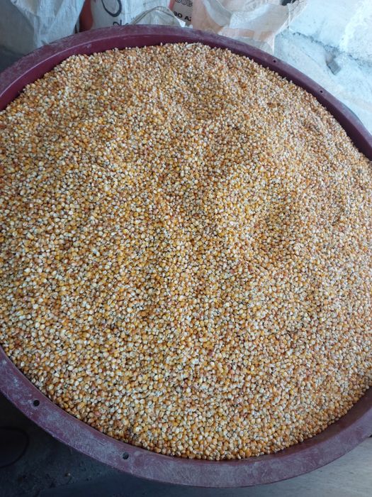 Vendo Grão Milho