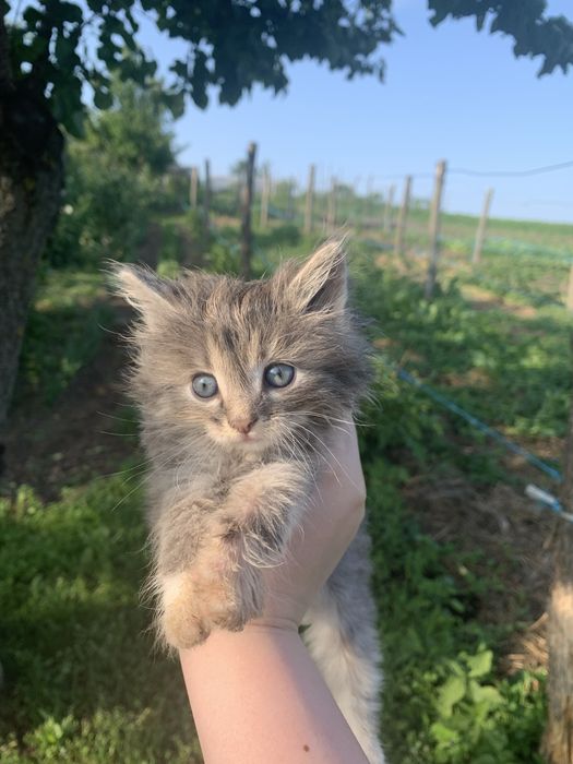 Дуже терміново віддам кошенят безкоштовно